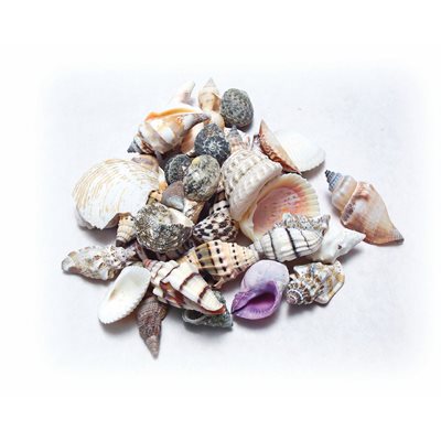 Mixed Craft Shells LARGE 1 kg ~EACH