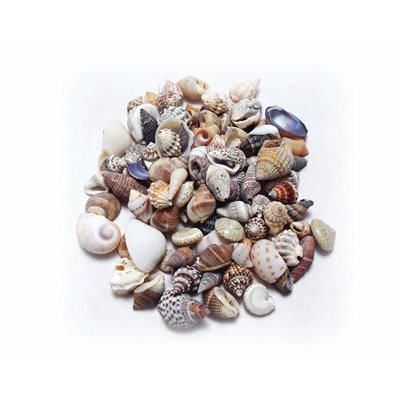 Mixed Craft Shells SMALL 1kg ~EACH